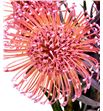 Nutan tintada rose nieuw 50 x5 - NUTTINROSNIE1