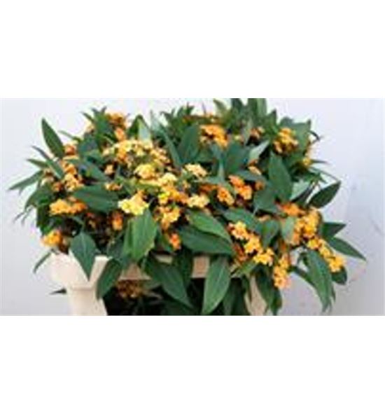 Euphorbia naranja - EUPNAR