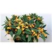 Euphorbia naranja - EUPNAR