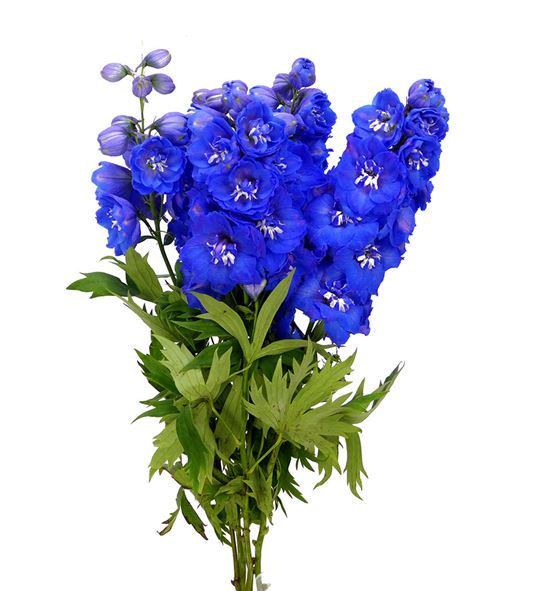 Delphinium delphi moring 60 - DELDELMOR