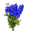 Delphinium delphi moring 60 - DELDELMOR