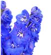 Delphinium delphi moring 60 - DELDELMOR1