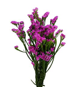 Statice fucsia - STAFUC