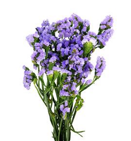 Statice malva - STAMAL