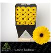 Gerbera olympic gold 50 x15 - GEROLYGOL5015