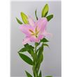 L.o canaletto 1º 2 flores - LOCANA