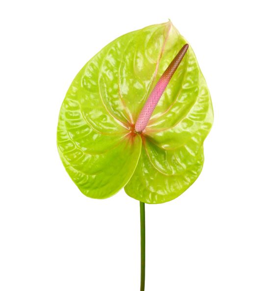 Anthurium peruzzi x12 - ANTVER