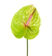Anthurium peruzzi x12 - ANTVER
