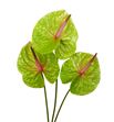 Anthurium peruzzi x12 - ANTVER1
