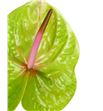 Anthurium peruzzi x12 - ANTVER2