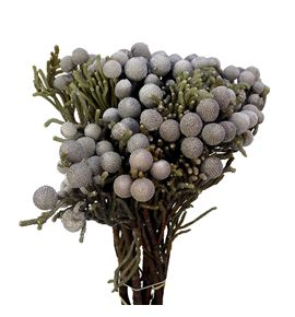 Brunia silver 50 - BRUSIL