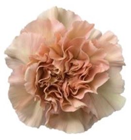 Clavel fancy caramel - CARAMEL