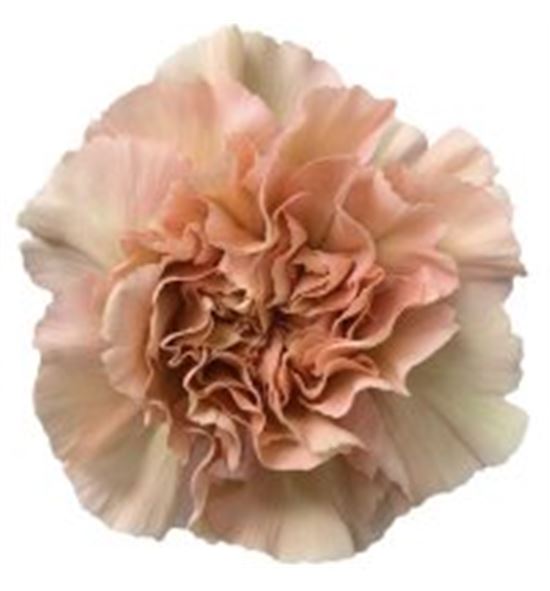 Clavel fancy caramel - CARAMEL