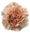 Clavel fancy caramel - CARAMEL