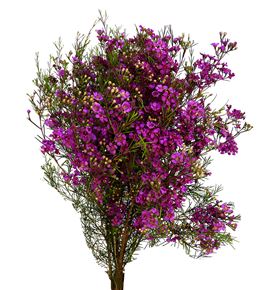 Chame free spirit 80 - CHAFRESPI