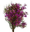 Chame free spirit 80 - CHAFRESPI