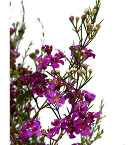Chame free spirit 80 - CHAFRESPI