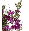 Chame free spirit 80 - CHAFRESPI1