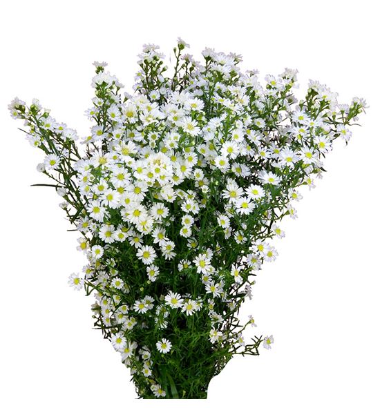 Aster monte casino imp 70 - ASTMONCASIMP