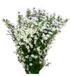Aster monte casino imp 70 - ASTMONCASIMP