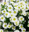 Aster monte casino imp 70 - ASTMONCASIMP1
