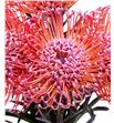 Nutan tintada pink 40 x5 - NUTTINPIN1