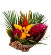 Heliconia bq solanum 50 - HELBQTSOL