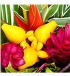 Heliconia bq solanum 50 - HELBQTSOL1