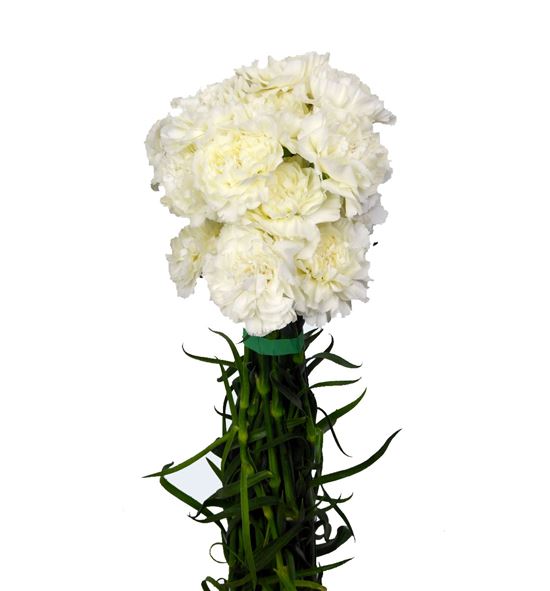 Clavel blanco - CLABLA
