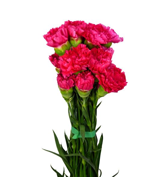 Clavel fucsia - CLAFUC