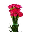 Clavel fucsia - CLAFUC