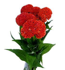 Celosia reprise orange 75 - CELREPORA