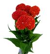 Celosia reprise orange 75 - CELREPORA