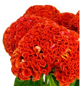 Celosia reprise orange 75 - CELREPORA