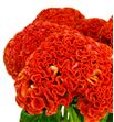 Celosia reprise orange 75 - CELREPORA1