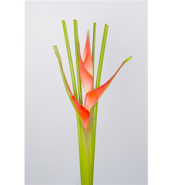 Heliconia tropical 70 - HELTRO