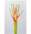 Heliconia tropical 70 - HELTRO