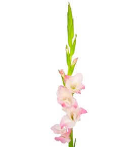 Gladiolo rosa - GLAROS