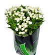 Bouvardia royal white 70 - BOUROYWHI