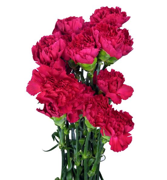 Clavel fancy fucsia x25 - CLACOLFUC