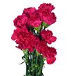 Clavel fancy fucsia x25 - CLACOLFUC
