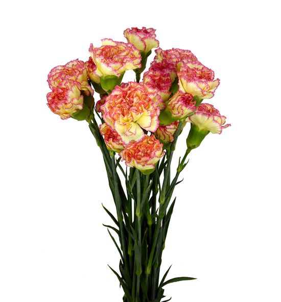 Clavel select amarillo/rosa - CLACOLAMAROS