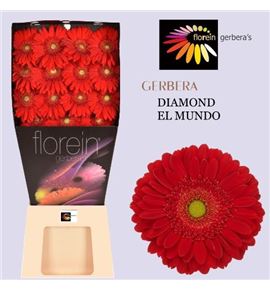 Gerbera el mundo 50 x15 - GERELMUN5015