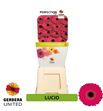 Gerbera lucio 50 x15 - GERLUC5015