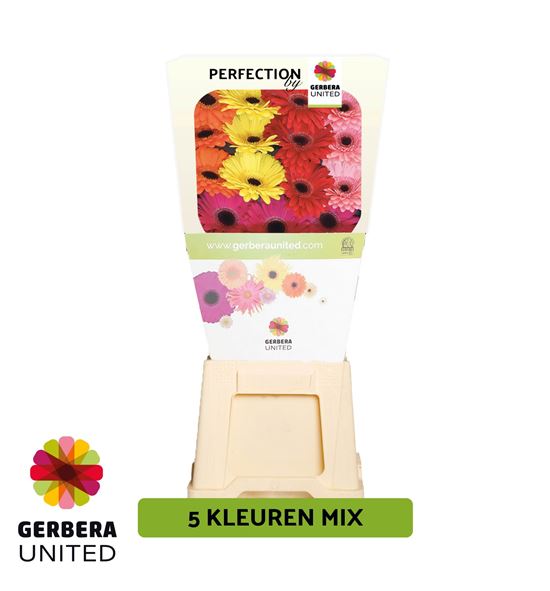 Gerbera mixto 50 x15 - GERMIX5015