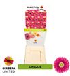 Gerbera unique 50 x15 - GERUNI5015