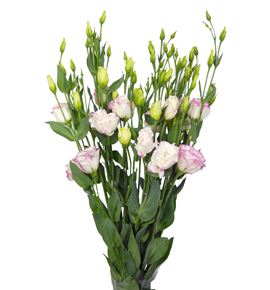 Lisianthus blanco/rosa - LISBLAROS
