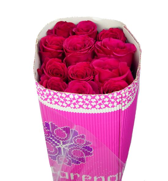Rosa col queenberry 50 - RCQUE