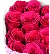 Rosa col queenberry 50 - RCQUE1