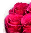 Rosa col queenberry 50 - RCQUE2